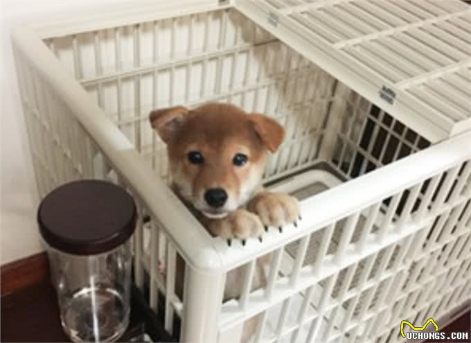 狗狗耳螨不让碰