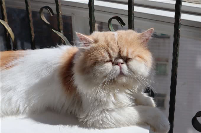 猫咪为什么总是会出现吐黄水的情况呢?