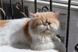 猫咪为什么总是会出现吐黄水的情况呢?