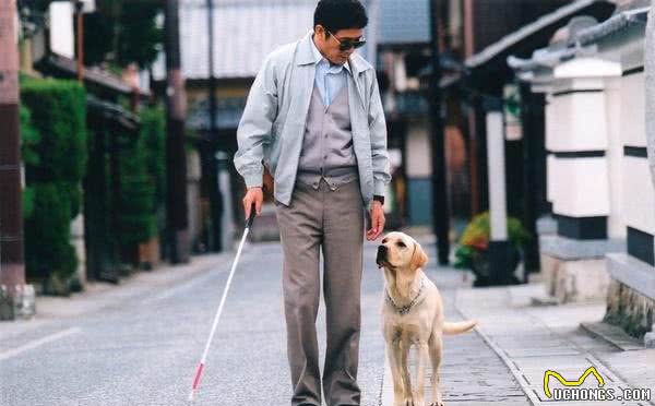 关于导盲犬,你需要了解的小常识