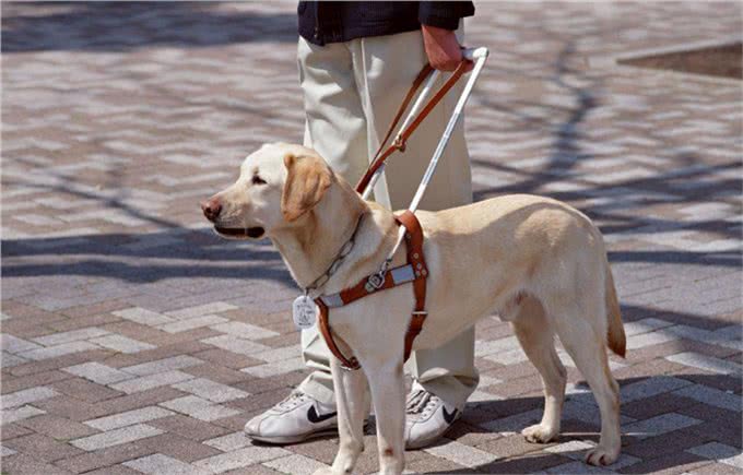 关于导盲犬,你需要了解的小常识