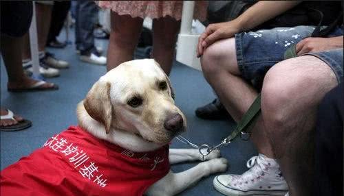 关于导盲犬,你需要了解的小常识