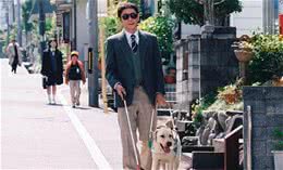 关于导盲犬，你需要了解的小常识