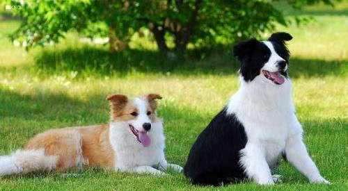 盘点几种高人气的中大型犬