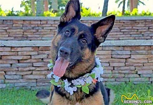 盘点几种高人气的中大型犬