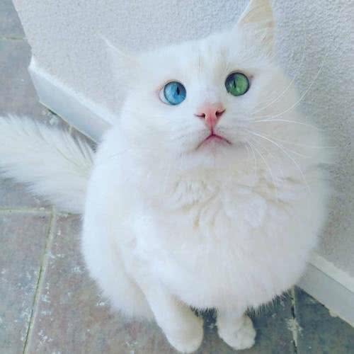 这可能是猫族中的另类，不仅身价高，最爱是游泳戏水
