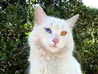 这可能是猫族中的另类，不仅身价高，最爱是游泳戏水