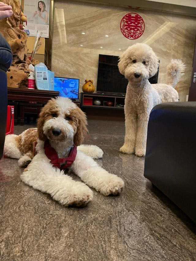 花钱如流水的6种狗:有钱也养不起，它们的高消费你想都想不到