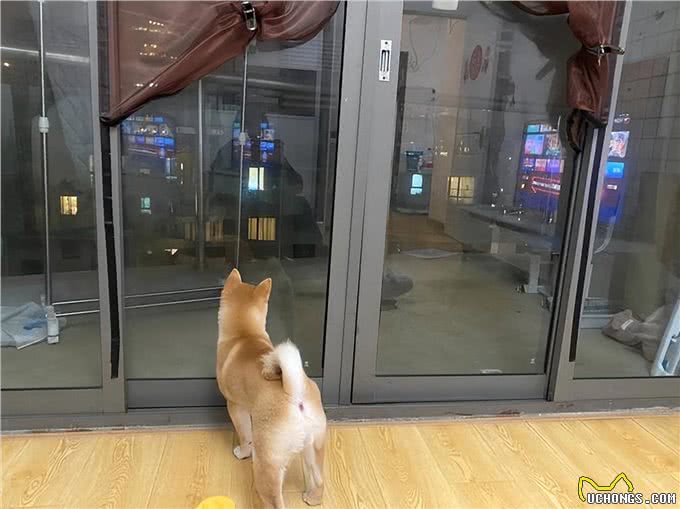 狗狗的这几种行为，其实在保护你，别傻傻不知