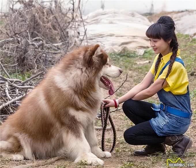 狗狗的这几种行为，其实在保护你，别傻傻不知