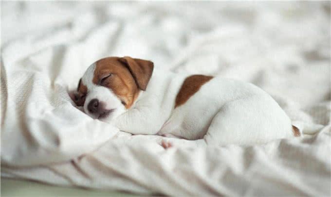 新手养狗要知道的50个知识