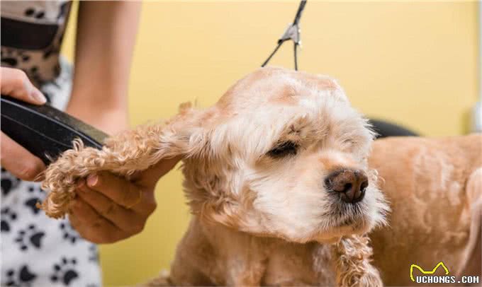 新手养狗要知道的50个知识