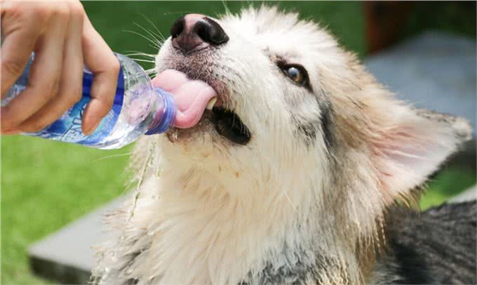 新手养狗要知道的50个知识