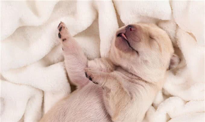 新手养狗要知道的50个知识