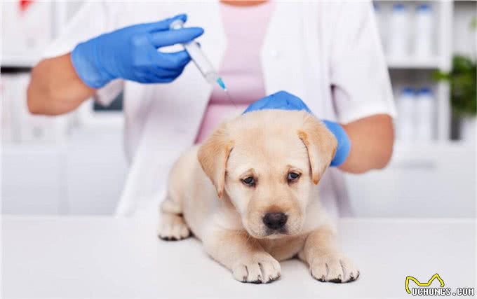 新手养狗要知道的50个知识