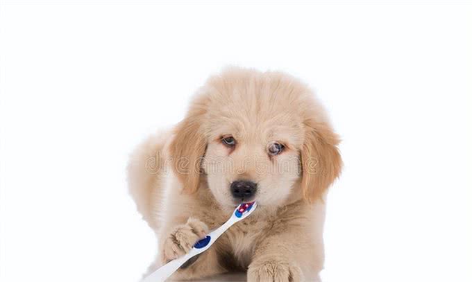 新手养狗要知道的50个知识