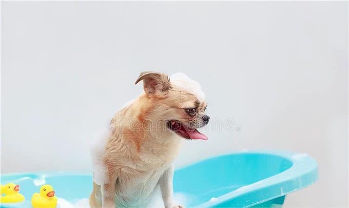 新手养狗要知道的50个知识