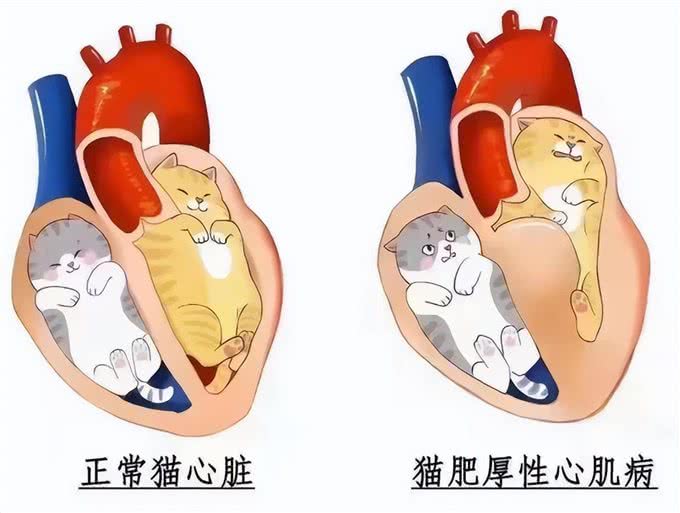 仙女猫背地里竟然是软便大王?