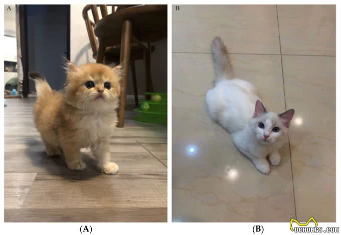 仙女猫背地里竟然是软便大王?