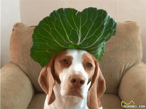 狗狗爱吃肉是天性，但从小吃素会怎样，难道是狗狗长寿的秘诀?