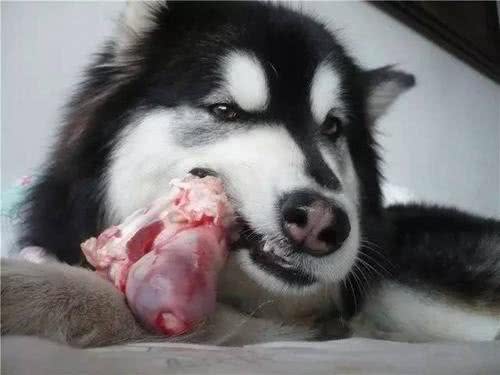 狗狗爱吃肉是天性，但从小吃素会怎样，难道是狗狗长寿的秘诀?