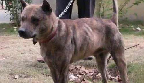 五种能猎野猪的本土猛犬，个个勇猛似藏獒，能与狼一较高下
