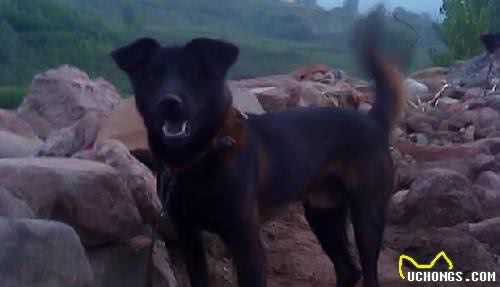 五种能猎野猪的本土猛犬，个个勇猛似藏獒，能与狼一较高下