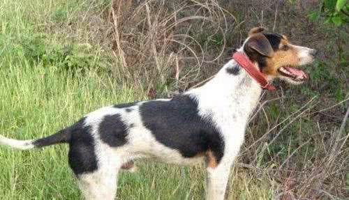 五种能猎野猪的本土猛犬，个个勇猛似藏獒，能与狼一较高下