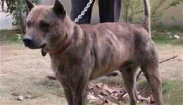 五种能猎野猪的本土猛犬，个个勇猛似藏獒，能与狼一较高下