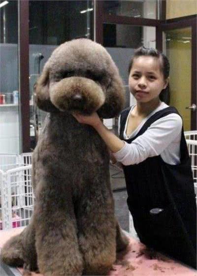 现在家养最多的品种—泰迪