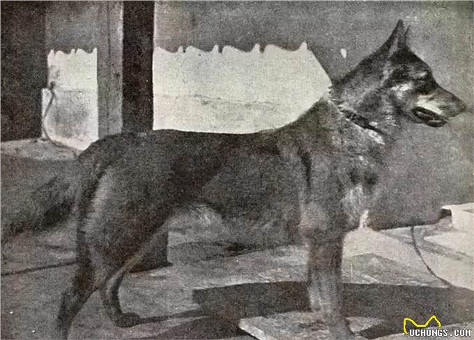 漫话德国牧羊犬
