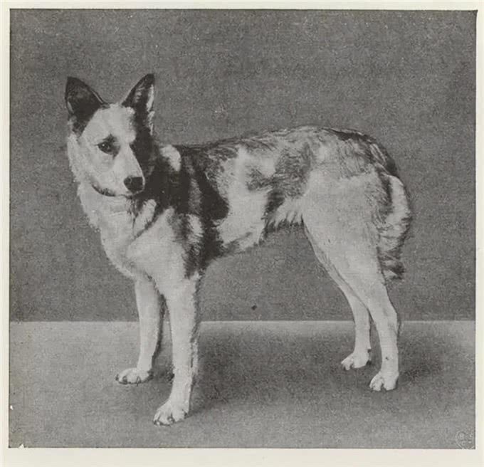 漫话德国牧羊犬
