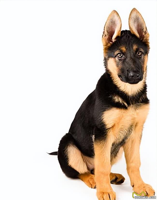 漫话德国牧羊犬