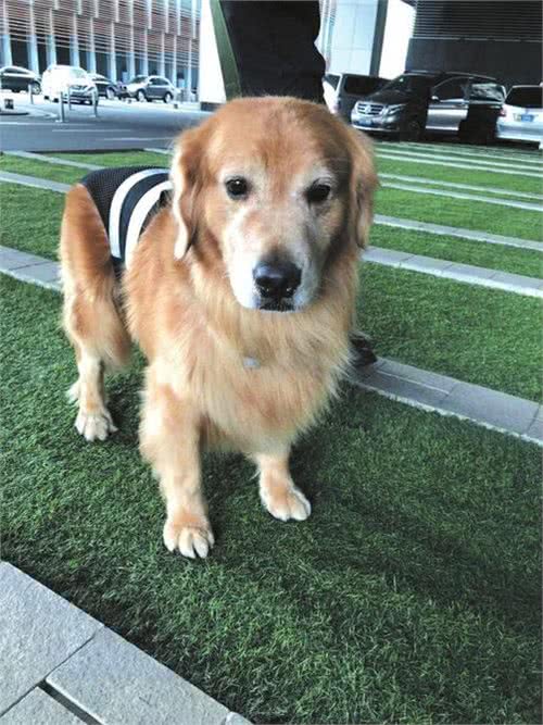 年薪最高30万!春熙路这几只防暴犬每天陪人解压逗乐