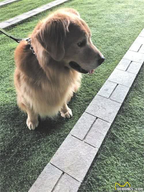 年薪最高30万!春熙路这几只防暴犬每天陪人解压逗乐