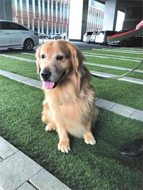 年薪最高30万!春熙路这几只防暴犬每天陪人解压逗乐