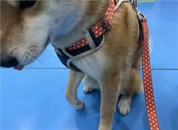 这个方法?对付狗狗关节炎，还不会复发?