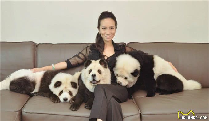 你们真的认识松狮犬吗么，这些真的是松狮吗?