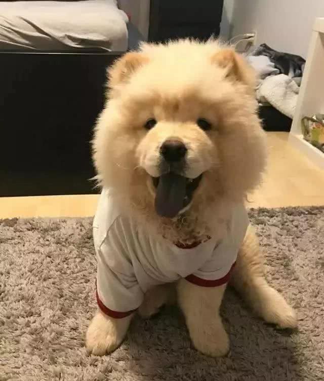 你们真的认识松狮犬吗么，这些真的是松狮吗?