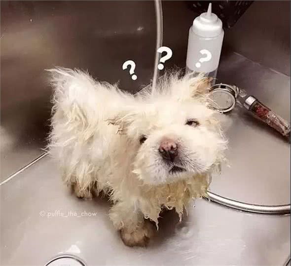 你们真的认识松狮犬吗么，这些真的是松狮吗?