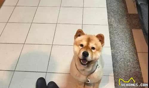 你们真的认识松狮犬吗么，这些真的是松狮吗?