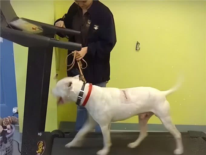 斗犬伤痕累累失去生活希望，在收容所中静待安乐，所幸遇上好心人