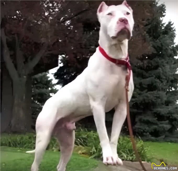 斗犬伤痕累累失去生活希望，在收容所中静待安乐，所幸遇上好心人