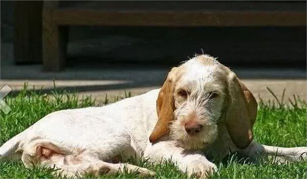 每日一犬史毕诺犬