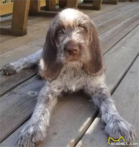 每日一犬史毕诺犬