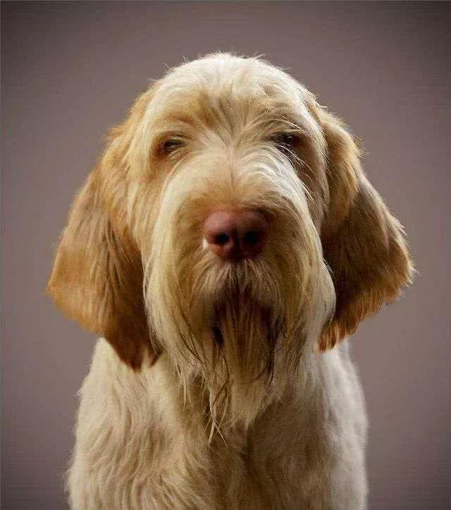 每日一犬史毕诺犬