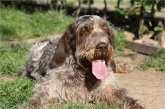 每日一犬史毕诺犬