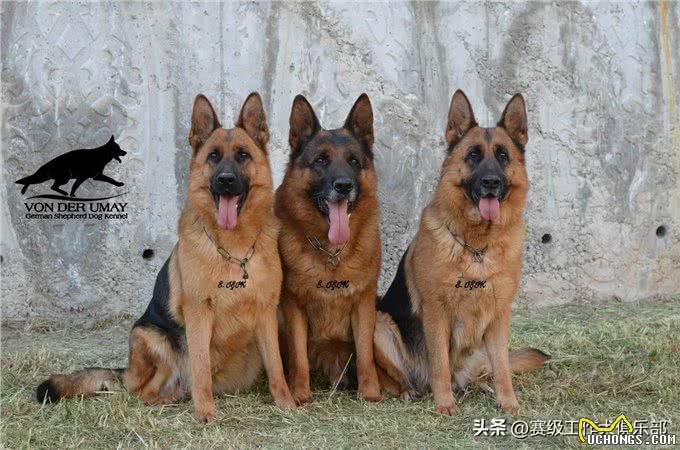 品质保证!五个月大德国牧羊犬，纯种繁育，等你来选!