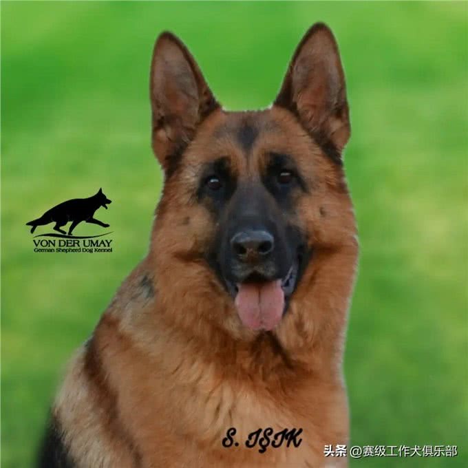 品质保证!五个月大德国牧羊犬，纯种繁育，等你来选!