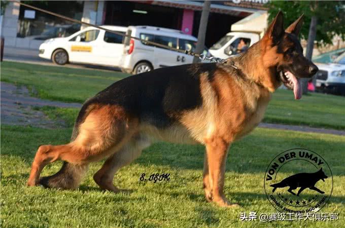 品质保证!五个月大德国牧羊犬，纯种繁育，等你来选!